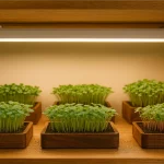 Growing Microwgreens Under A Light
